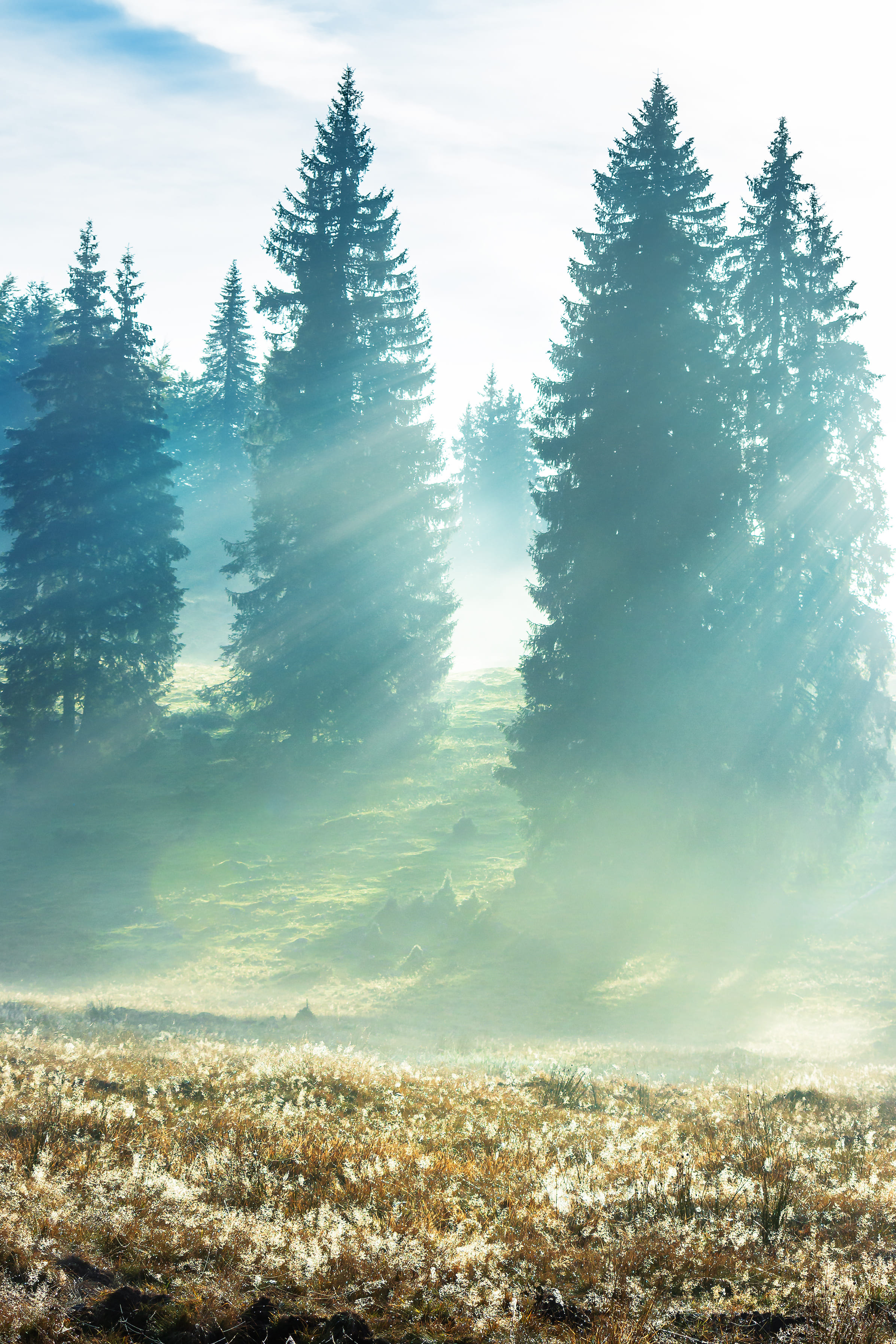 Sunlight filtering through a misty forest, evoking calm and grounded presence